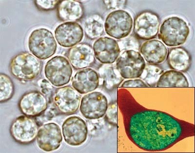 Малярийный плазмодий.