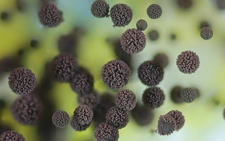 Плесневый гриб Aspergillus niger на хлебе