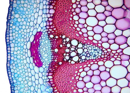 Поперечний зріз винограда