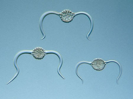 Радиолярии.