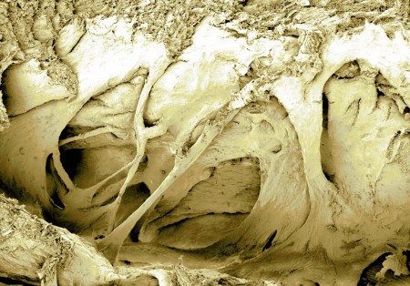 мышечные волокна сердца воробья