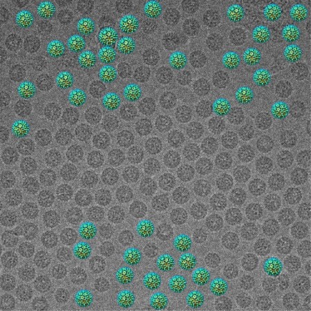 Вирус гепатита