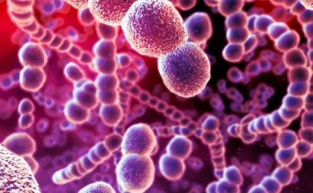 Цепи бактерий пневмонии #Streptococcus pneumoniae, которые являются одной из причин пневмонии.
