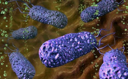 Helicobacter pylori в человеческом желудке, вызывают гастрит и желудочные кровотечения и являются самой частой причиной язвы желудка, рака желудка.