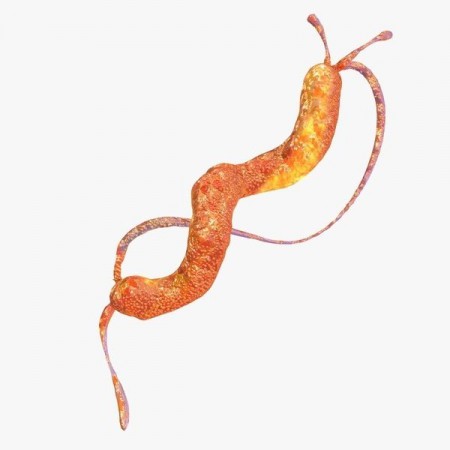 Витая бактерия (#Campylobacter) . Очень подвижна — с помощью одного или нескольких жгутиков может развивать приличную скорость. Бактерия считается главной виновницей отравлений у взрослых и детей.
