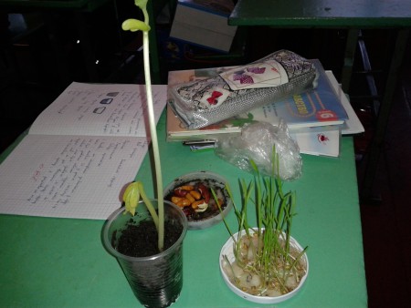 Дослідження впливу температури, світла і вологості на проростання насіння