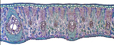 зріз листка пальми