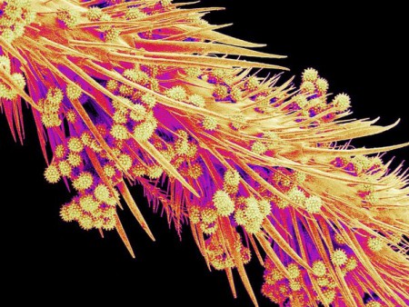 Нога пчелы, несущей пыльцу